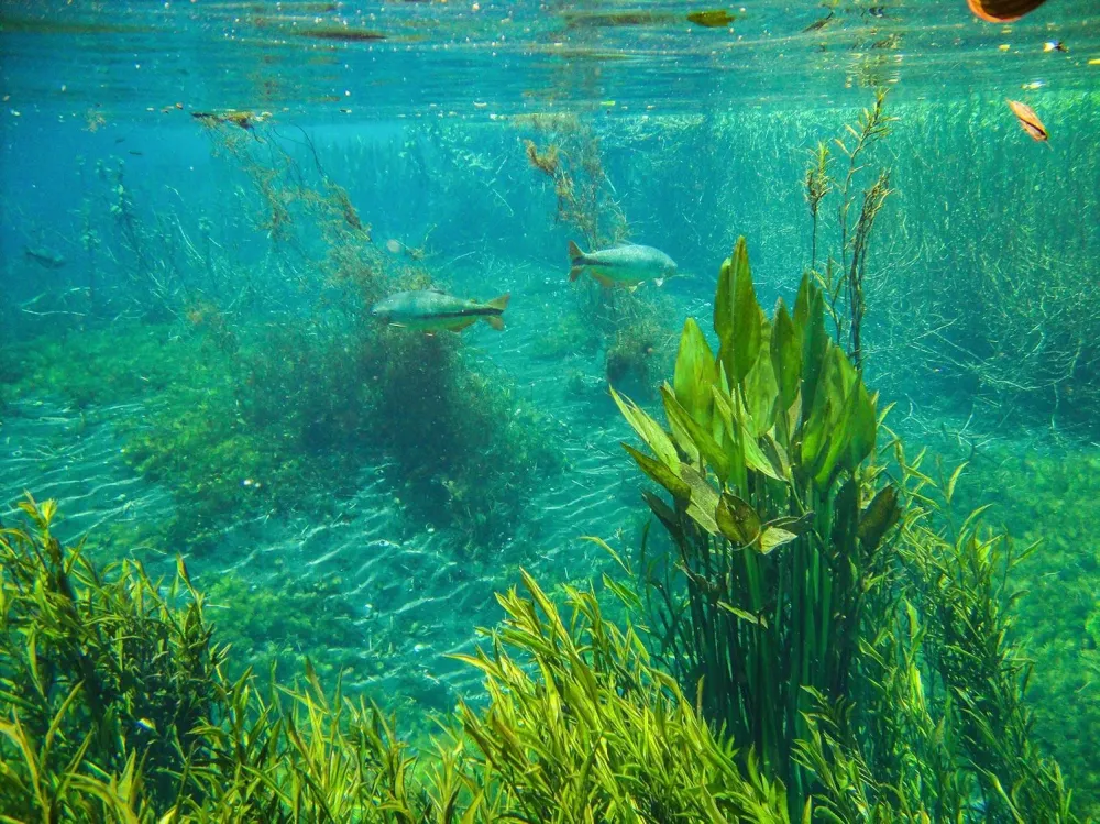 Développer l'environnement aquatiquewebp