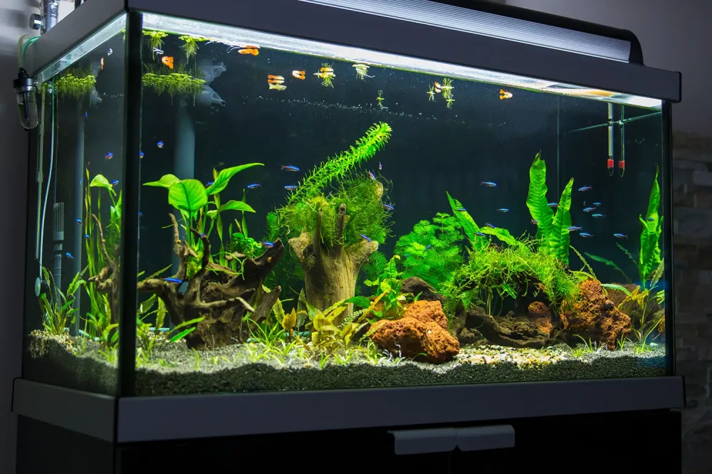 Aquarium près de Nîmes